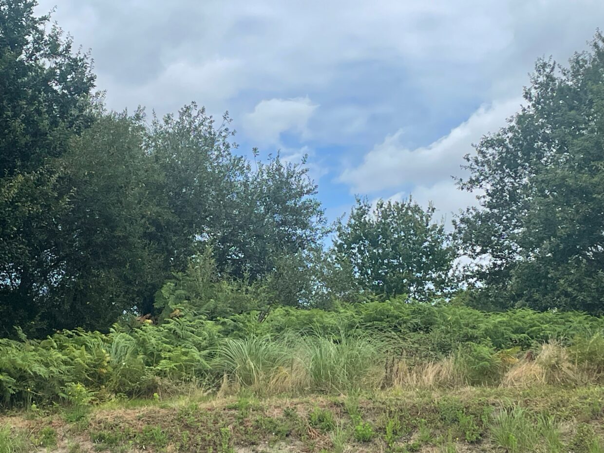 Terrain constructible Seignosse  (Landes 40)