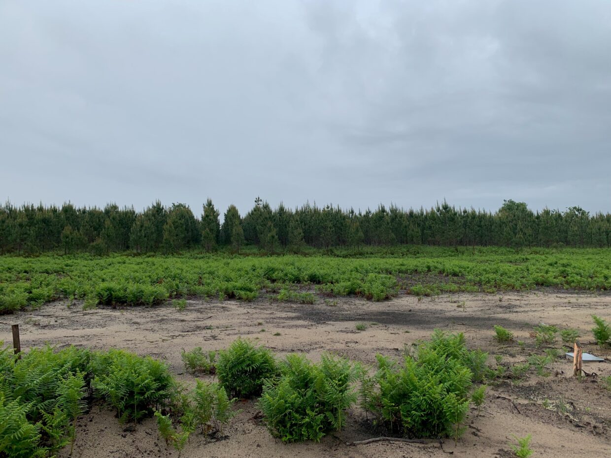 Terrain constructible Linxe  (Landes 40)