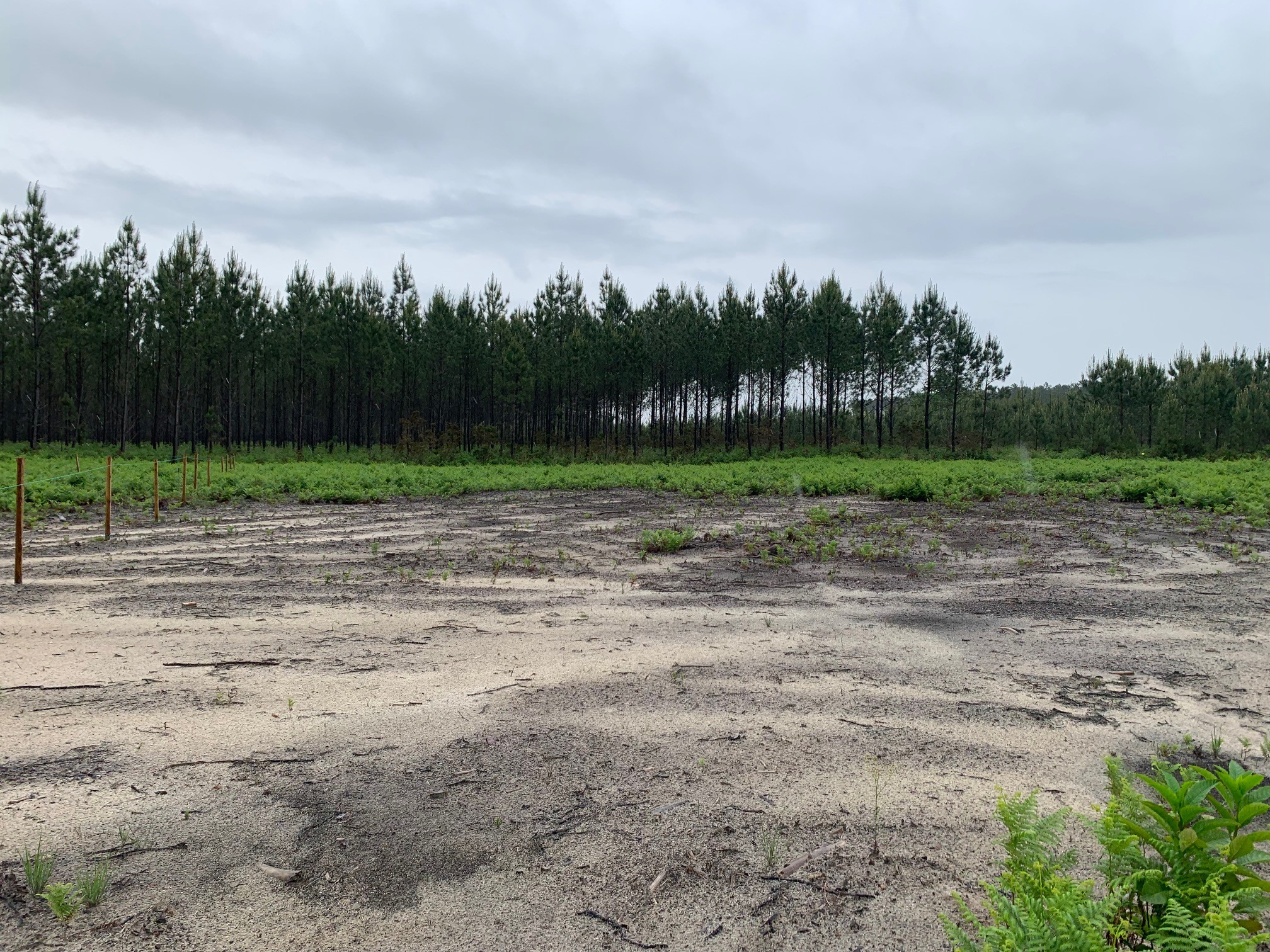 Terrain constructible Linxe  (Landes 40)