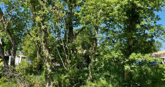 Terrain constructible Lacanau  (Gironde 33)