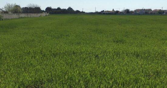 Terrain constructible Châtelaillon-plage  (Charente-Maritime 17)