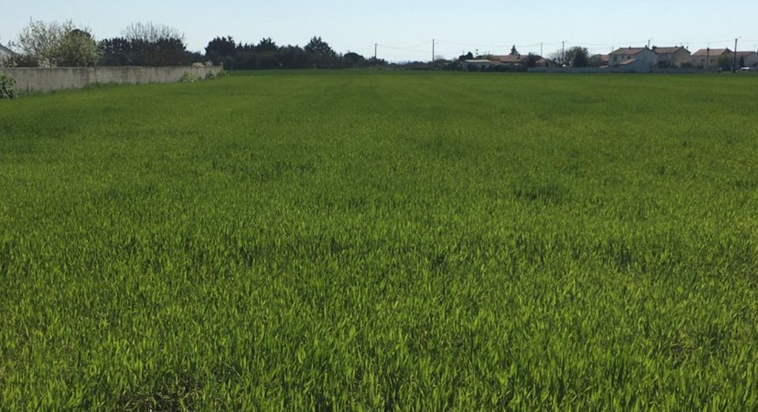 Terrain constructible Châtelaillon-plage  (Charente-Maritime 17)