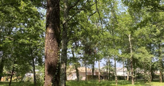 Terrain constructible Audenge  (Gironde 33)