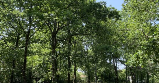 Terrain constructible Audenge  (Gironde 33)