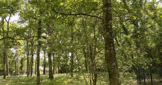 Terrain constructible Audenge  (Gironde 33)