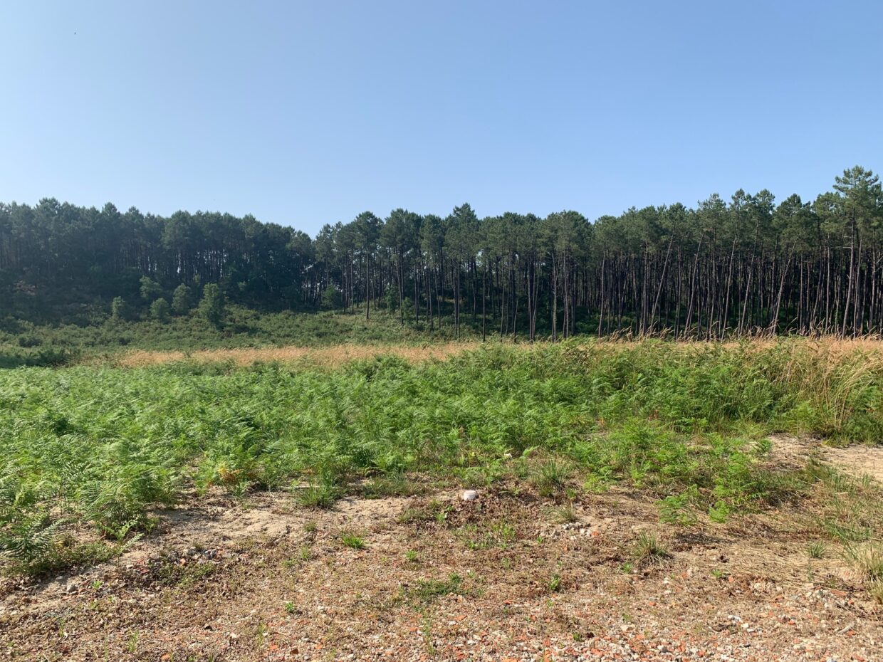 Terrain constructible Mimizan  (Landes 40)