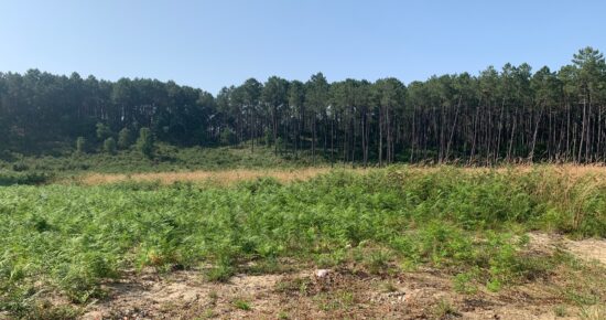Terrain constructible Mimizan  (Landes 40)