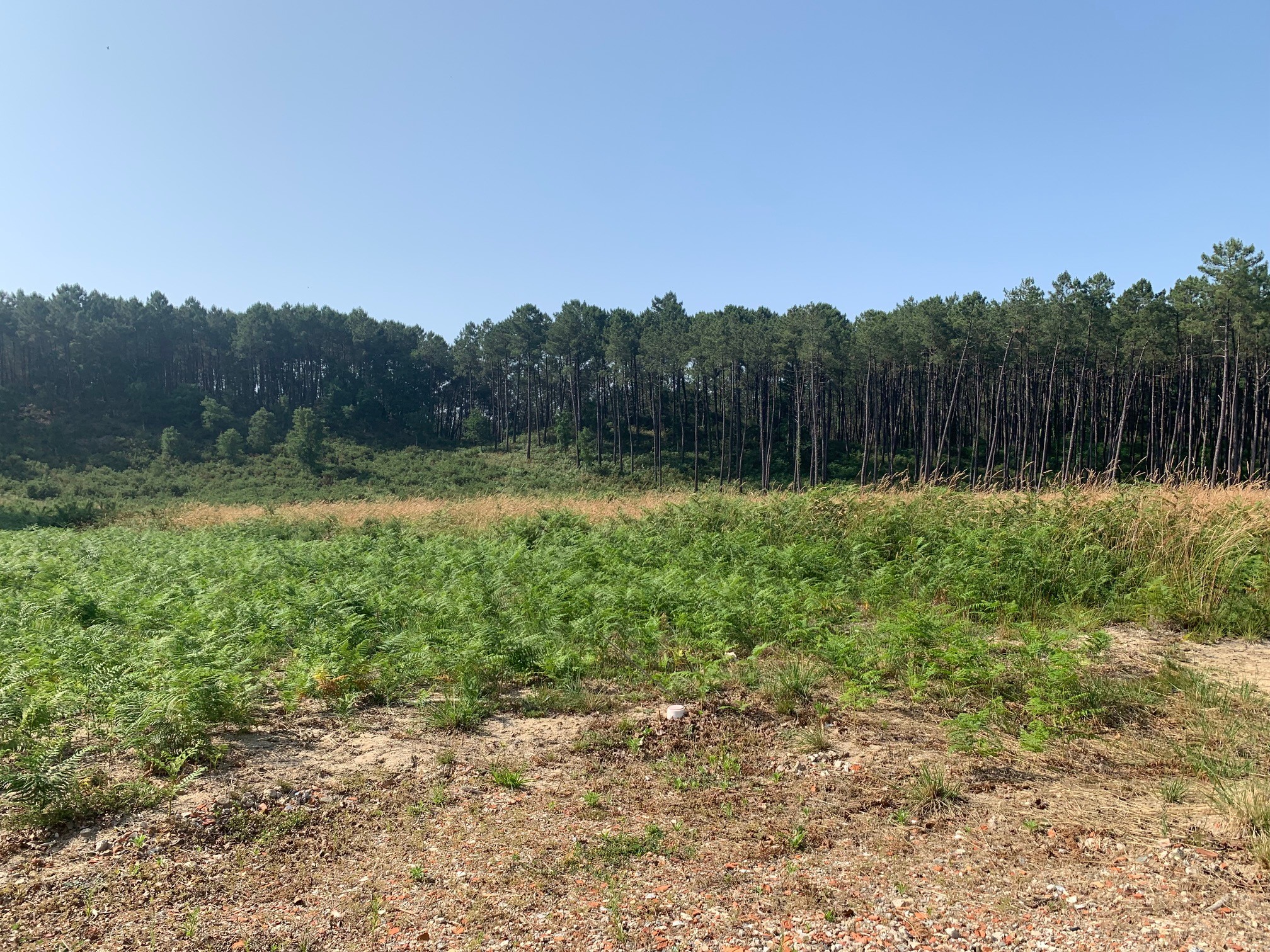 Terrain constructible Mimizan  (Landes 40)