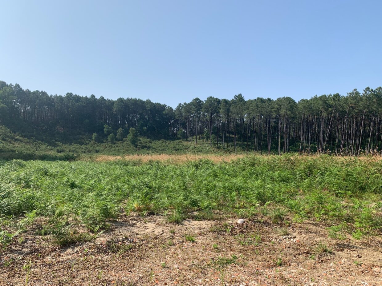 Terrain constructible Mimizan  (Landes 40)