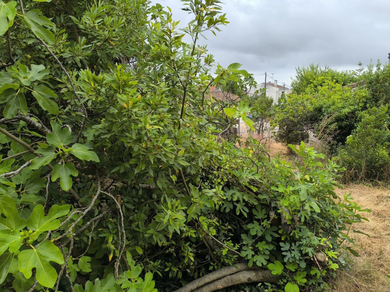 Terrain constructible Cognac  (Charente 16)