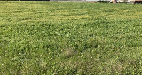 Terrain constructible Saint-quentin-de-baron  (Gironde 33)