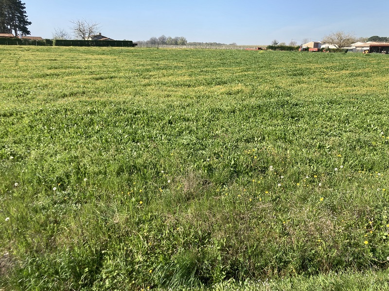 Terrain constructible Saint-quentin-de-baron  (Gironde 33)