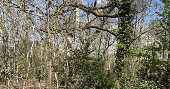 Terrain constructible Le teich  (Gironde 33)