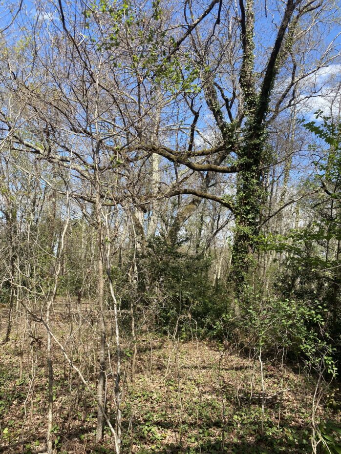 Terrain constructible Le teich  (Gironde 33)