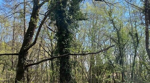 Terrain constructible Le teich  (Gironde 33)