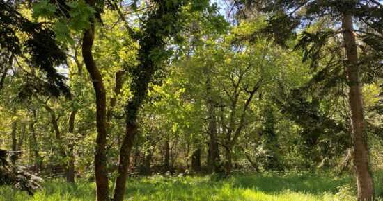 Terrain constructible Gujan-mestras  (Gironde 33)