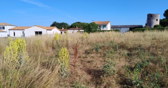 Terrain constructible Pont-l'abbé-d'arnoult  (Charente-Maritime 17)