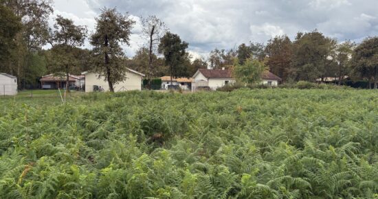 Terrain constructible Bas-mauco  (Landes 40)