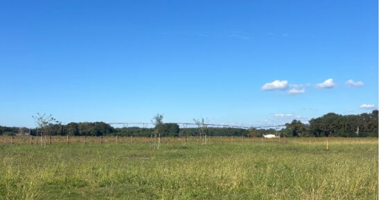 Terrain constructible Tosse  (Landes 40)
