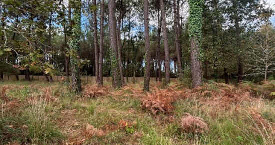 Terrain constructible Seignosse  (Landes 40)