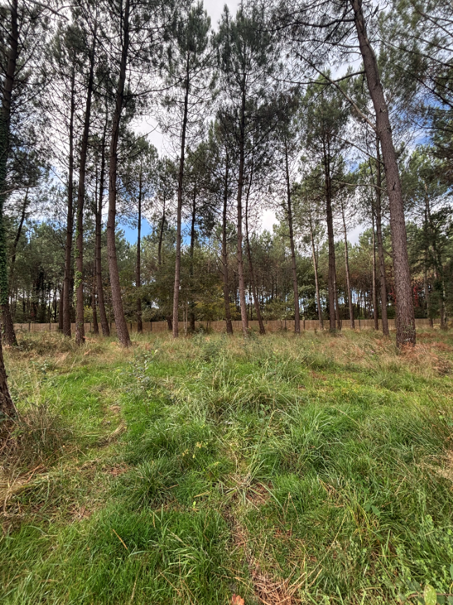 Terrain constructible Seignosse  (Landes 40)