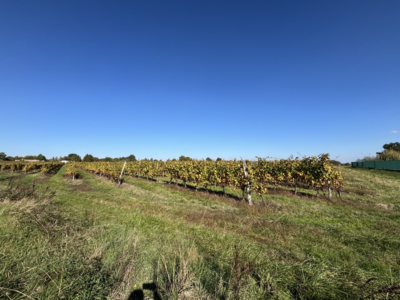 Terrain constructible Le pout  (Gironde 33)