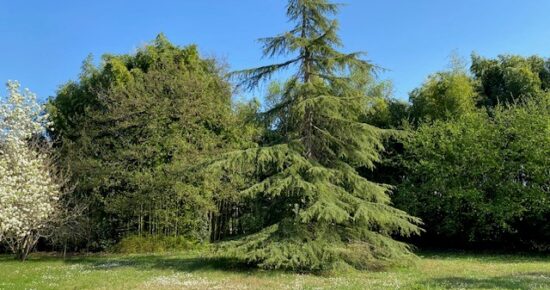 Terrain constructible Saint-selve  (Gironde 33)