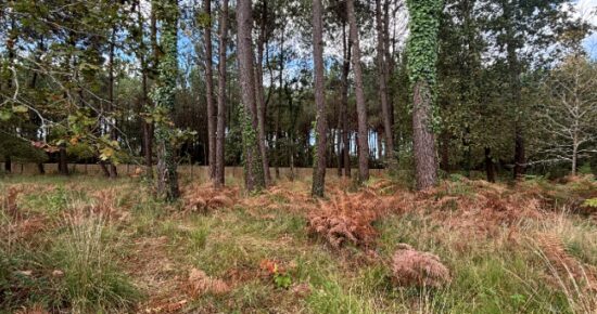 Terrain constructible Messanges (Landes 40)