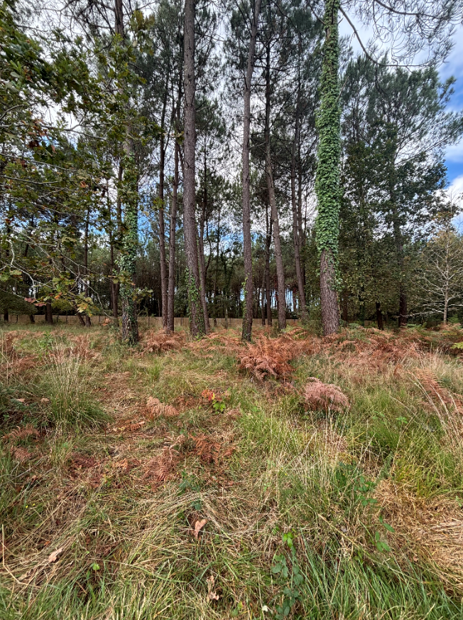 Maison avec terrain Saubrigues  (Landes 40)