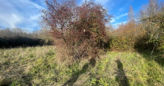 Terrain constructible Mirambeau (Charente-Maritime 17)