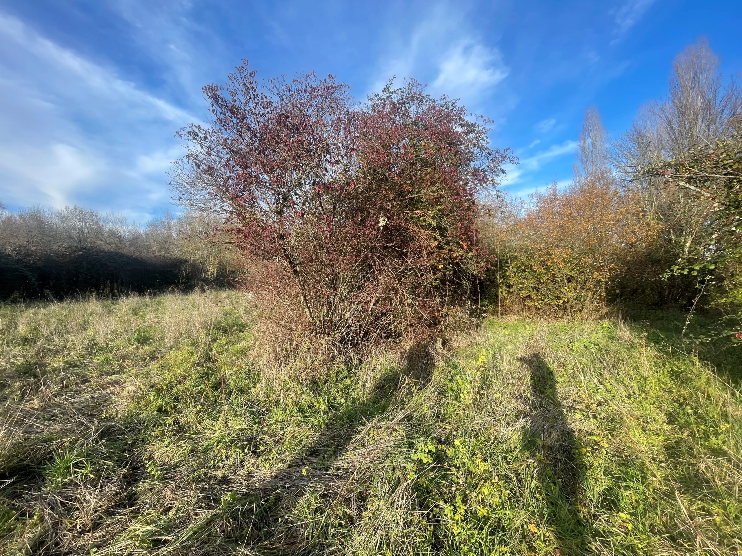 Terrain constructible Mirambeau (Charente-Maritime 17)