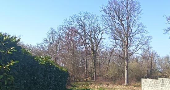 Terrain constructible Lanton  (Gironde 33)