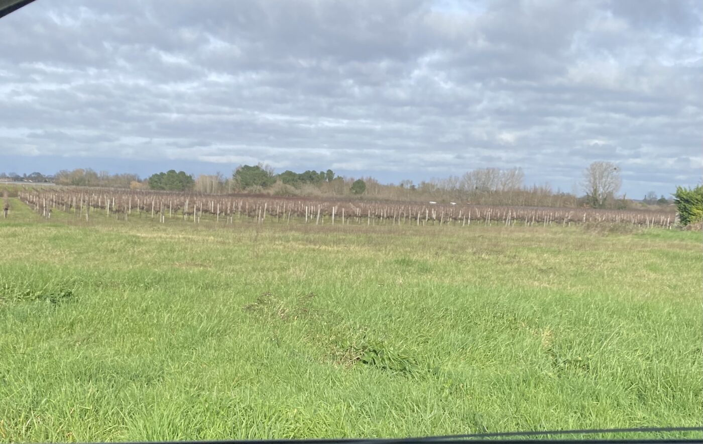 Terrain constructible Berson (Gironde 33)
