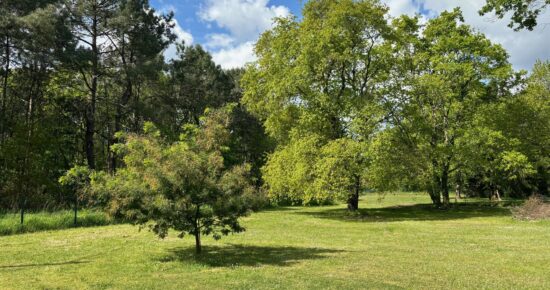 Terrain constructible Berson (Gironde 33)