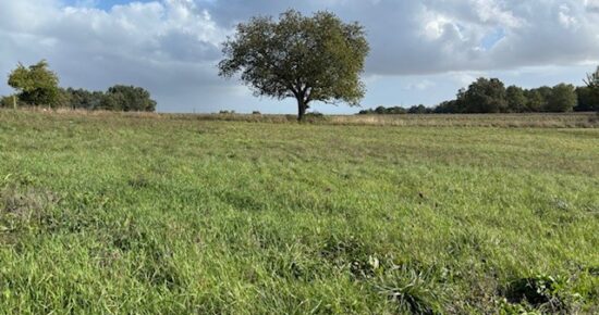 Terrain constructible Daignac (Gironde 33)
