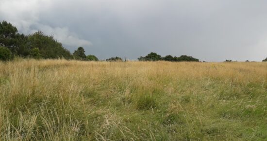 Terrain constructible La brède (Gironde 33)