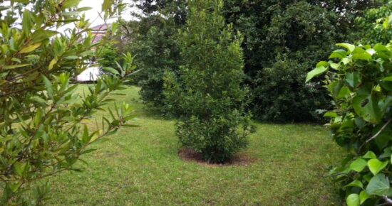 Terrain constructible Martillac (Gironde 33)